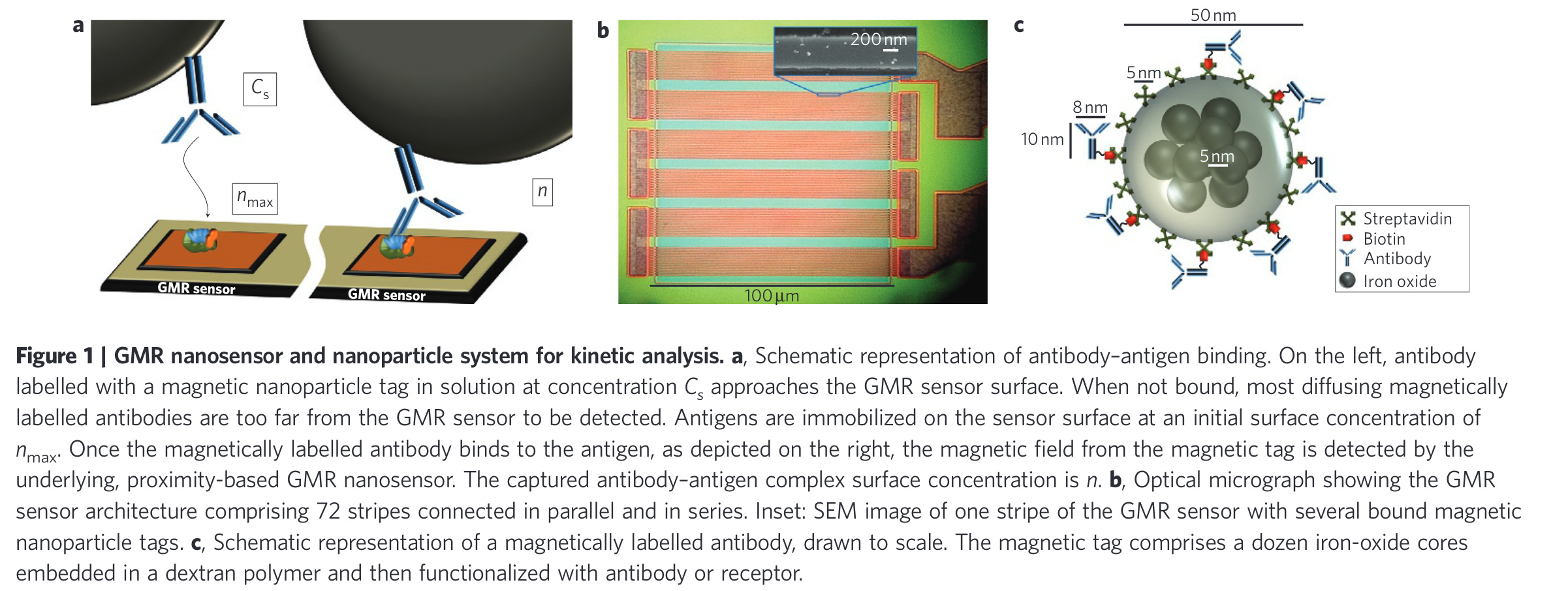Schematic of GMR sensor arrays and protein binding